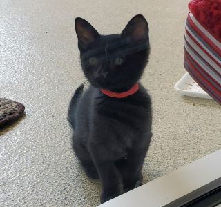 Animal Shelter 2-resized