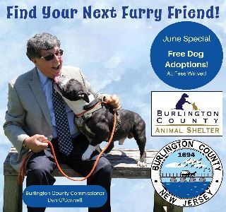 June 2023 Free Dog Adoptions