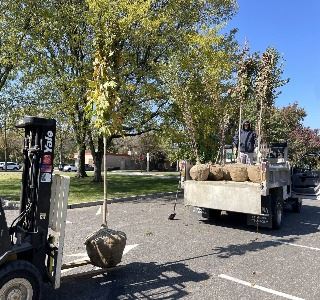 Bridge Commission trees 2 resized