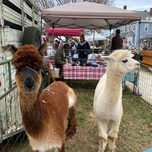 Holiday Market-Alpaccas resized