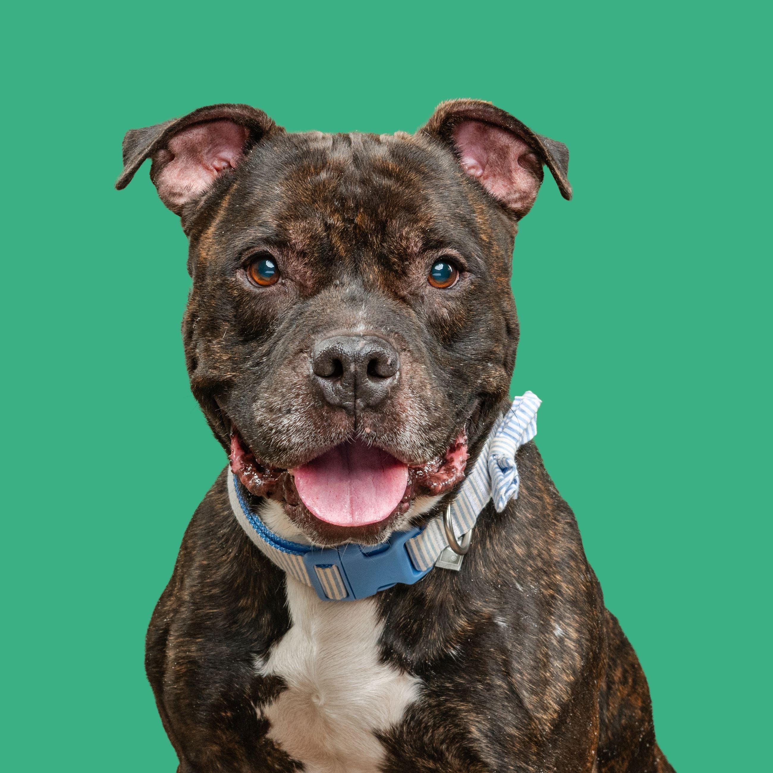 First Adoption of 2026-Kai 1 resized