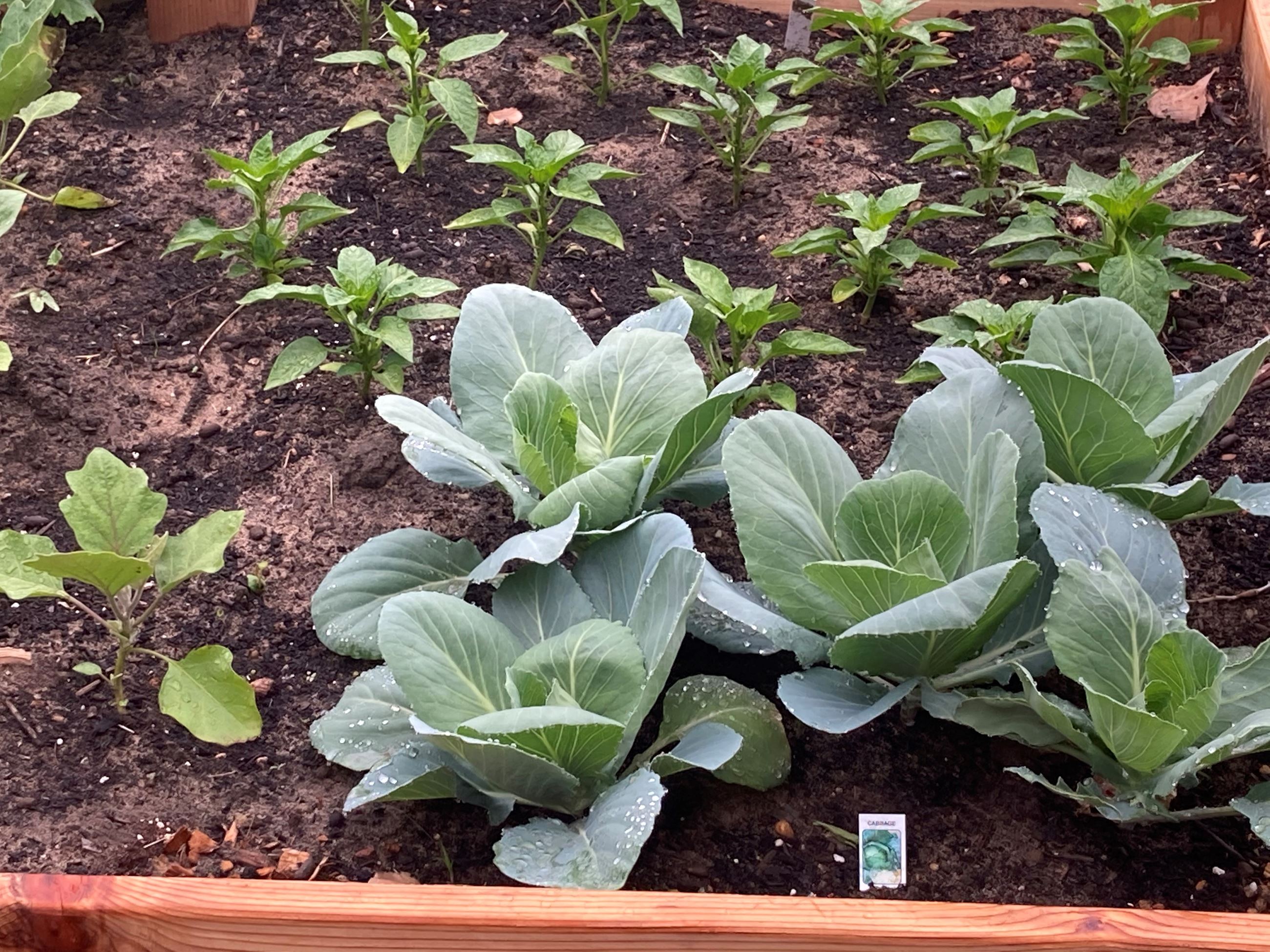 Palmyra Cove Community Garden 3