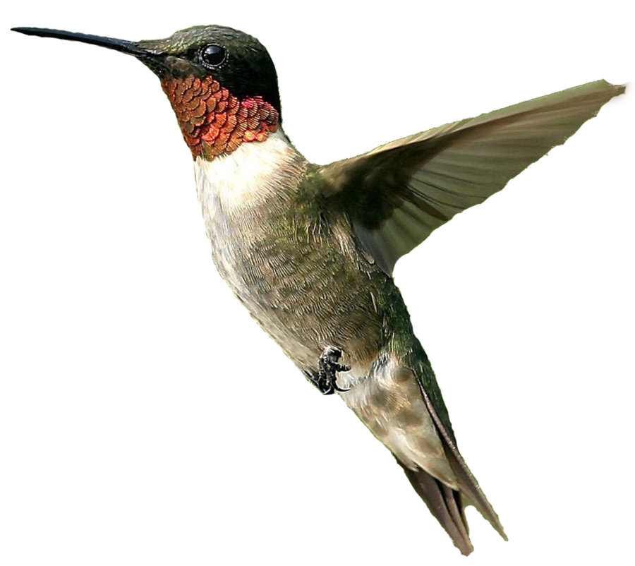 hummingbird